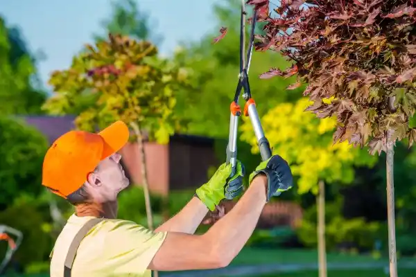 tree services Centennial Bruce